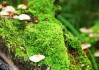 世界保龄球巡回赛城市站赛事志愿者纪录片开播，保龄球世界冠军